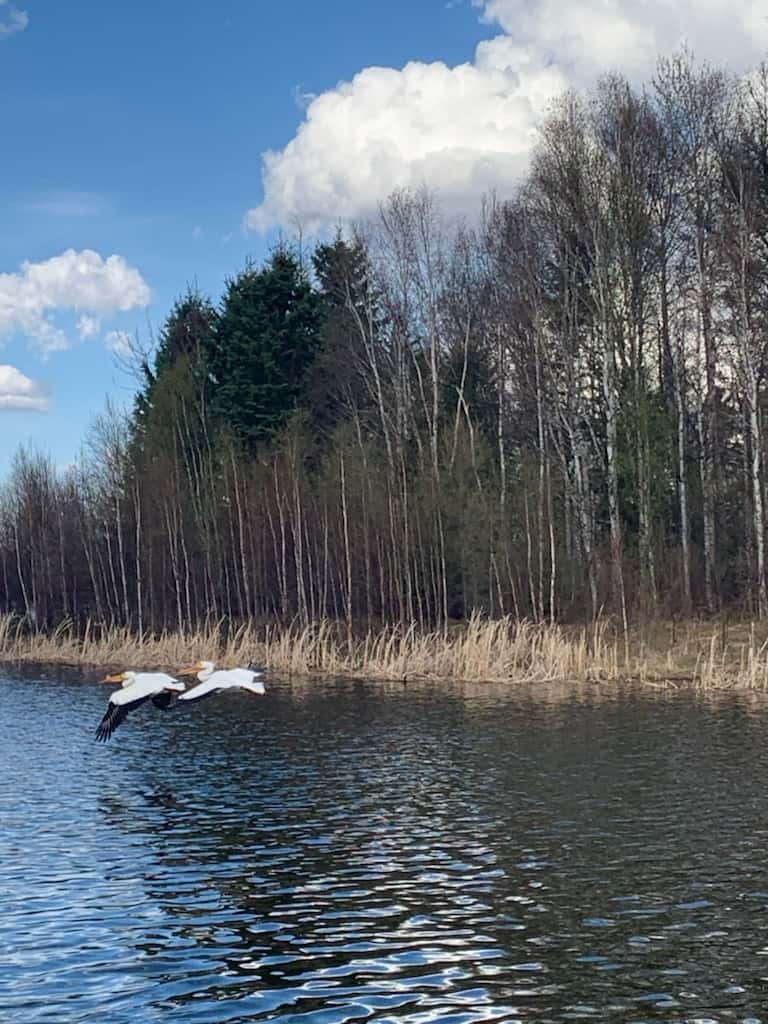 Two Pelicans flying in Pelican Bay on Spring Lake, Alberta