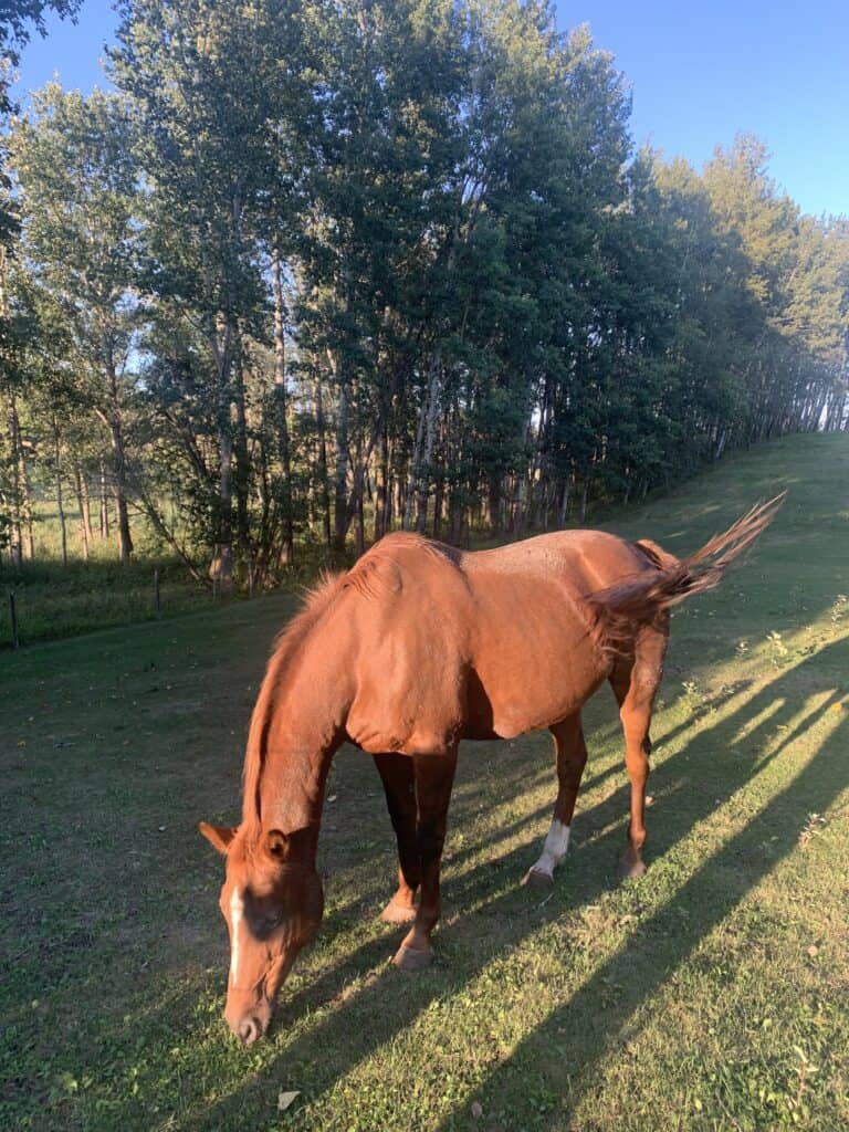 Horses-Near-Ravine-Trail-at-Spring-Lake-Ranch